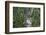 Suspension Bridge, Pacaya-Samiria Reserve, Amazon Rainforest. Peru-Mallorie Ostrowitz-Framed Photographic Print