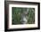 Suspension Bridge, Pacaya-Samiria Reserve, Amazon Rainforest. Peru-Mallorie Ostrowitz-Framed Photographic Print