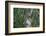 Suspension Bridge, Pacaya-Samiria Reserve, Amazon Rainforest. Peru-Mallorie Ostrowitz-Framed Photographic Print