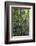 Suspension Bridge, Pacaya-Samiria Reserve, Amazon Rainforest. Peru-Mallorie Ostrowitz-Framed Photographic Print