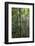 Suspension Bridge, Pacaya-Samiria Reserve, Amazon Rainforest. Peru-Mallorie Ostrowitz-Framed Photographic Print