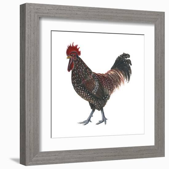 Sussex (Gallus Gallus Domesticus), Rooster, Poultry, Birds-Encyclopaedia Britannica-Framed Art Print