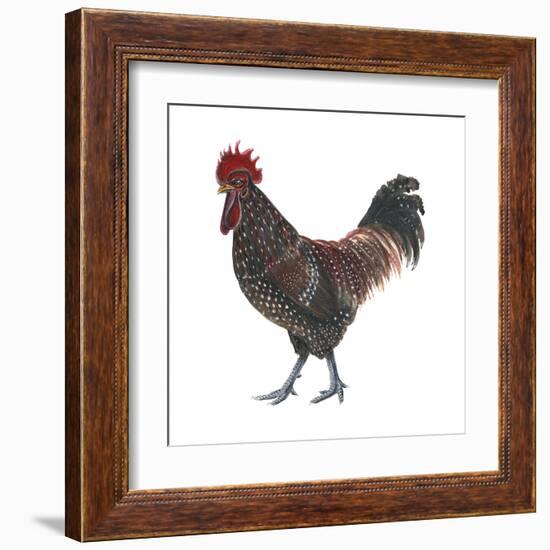 Sussex (Gallus Gallus Domesticus), Rooster, Poultry, Birds-Encyclopaedia Britannica-Framed Art Print