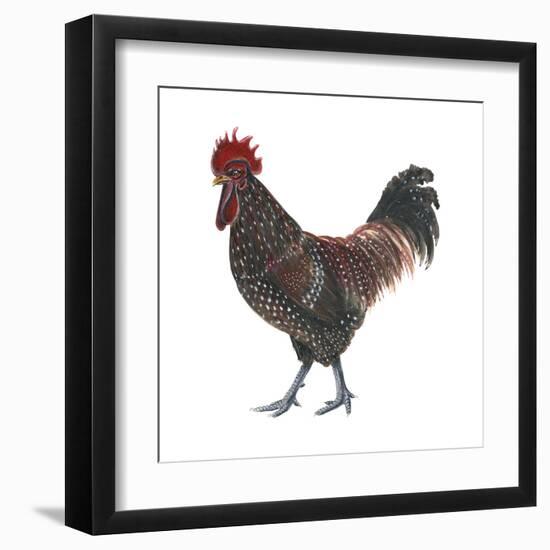 Sussex (Gallus Gallus Domesticus), Rooster, Poultry, Birds-Encyclopaedia Britannica-Framed Art Print