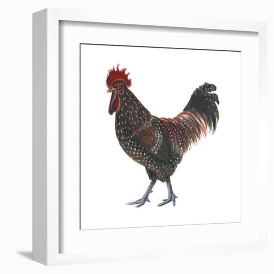Sussex (Gallus Gallus Domesticus), Rooster, Poultry, Birds-Encyclopaedia Britannica-Framed Art Print