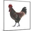 Sussex (Gallus Gallus Domesticus), Rooster, Poultry, Birds-Encyclopaedia Britannica-Mounted Art Print