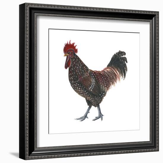 Sussex (Gallus Gallus Domesticus), Rooster, Poultry, Birds-Encyclopaedia Britannica-Framed Art Print