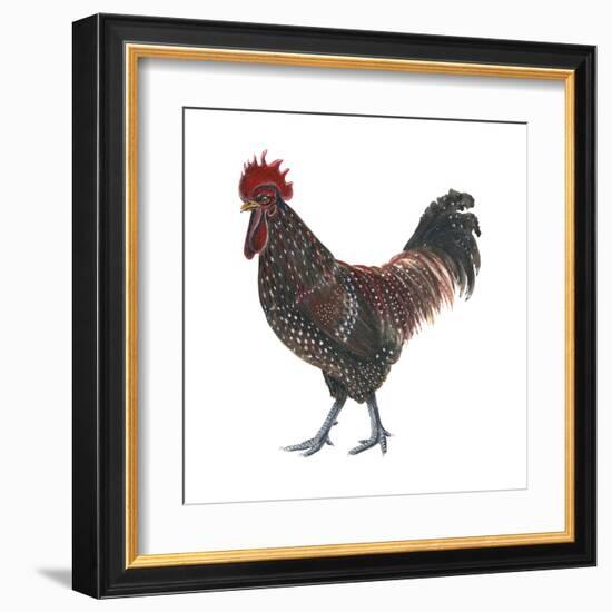 Sussex (Gallus Gallus Domesticus), Rooster, Poultry, Birds-Encyclopaedia Britannica-Framed Art Print