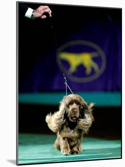 Sussex Spaniel at the 133rd Westminster Kennel Club Dog Show at Madison Square Garden-null-Mounted Photographic Print