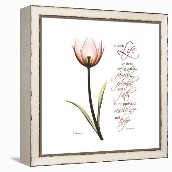 Sustain Life Tulip-Albert Koetsier-Framed Stretched Canvas
