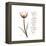 Sustain Life Tulip-Albert Koetsier-Framed Stretched Canvas