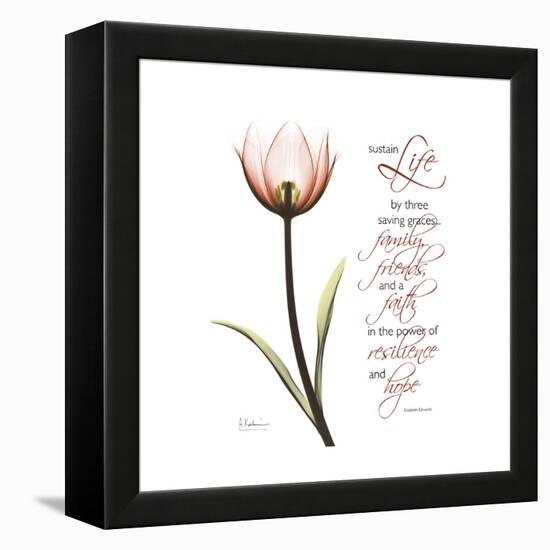 Sustain Life Tulip-Albert Koetsier-Framed Stretched Canvas