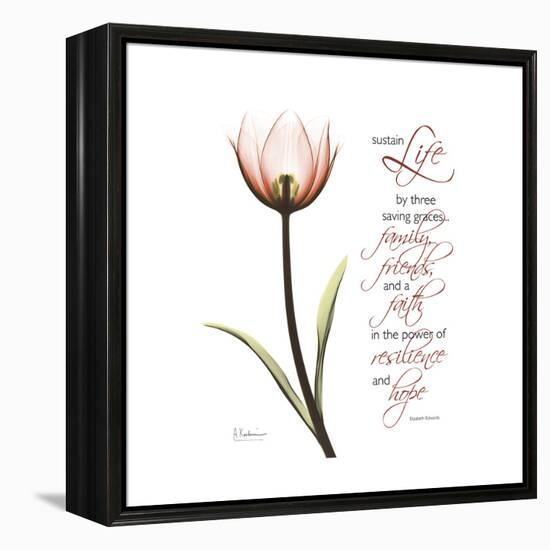 Sustain Life Tulip-Albert Koetsier-Framed Stretched Canvas