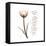 Sustain Life Tulip-Albert Koetsier-Framed Stretched Canvas