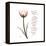 Sustain Life Tulip-Albert Koetsier-Framed Stretched Canvas