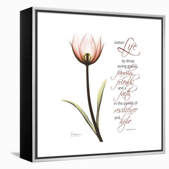 Sustain Life Tulip-Albert Koetsier-Framed Stretched Canvas