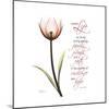 Sustain Life Tulip-Albert Koetsier-Mounted Premium Giclee Print