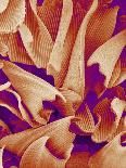 Butterfly Wing Scales, SEM-Susumu Nishinaga-Photographic Print