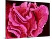 Photographic Print