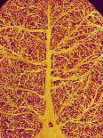 Rat Brain Blood Vessels, SEM-Susumu Nishinaga-Photographic Print