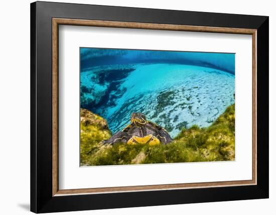 Suwanee cooter in a freshwater spring. Gilchrist Blue Springs State Park, High Springs, Florida-Alex Mustard-Framed Photographic Print