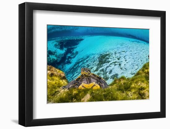 Suwanee cooter in a freshwater spring. Gilchrist Blue Springs State Park, High Springs, Florida-Alex Mustard-Framed Photographic Print