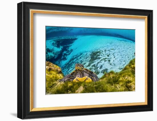 Suwanee cooter in a freshwater spring. Gilchrist Blue Springs State Park, High Springs, Florida-Alex Mustard-Framed Photographic Print