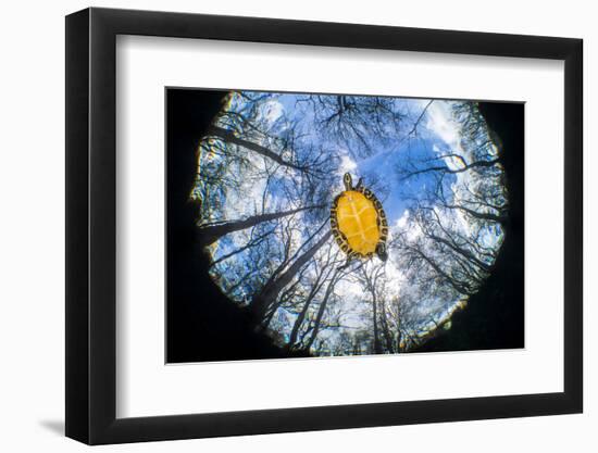 Suwanee freshwater turtle swimming in a freshwater spring. Devil Spring, Florida, USA-Alex Mustard-Framed Photographic Print