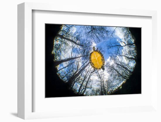 Suwanee freshwater turtle swimming in a freshwater spring. Devil Spring, Florida, USA-Alex Mustard-Framed Photographic Print