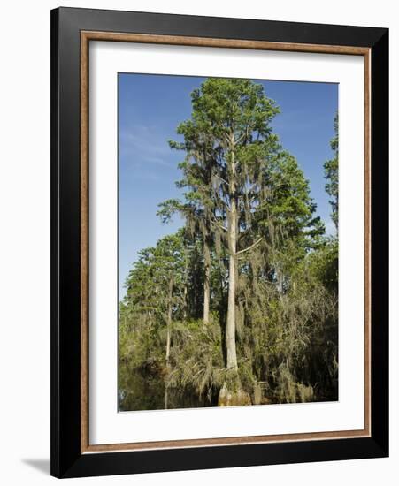 Suwannee Canal, Man Made in 1891, Okefenokee National Wildlife Refuge, Florida, Usa-Pete Oxford-Framed Photographic Print