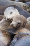 California sea lions two resting, Monterey Bay, California, USA-Suzi Eszterhas-Photographic Print