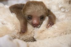 Hoffmann'S Two-Toed Sloth (Choloepus Hoffmanni) Orphaned Baby With Cuddly Toy-Suzi Eszterhas-Photographic Print