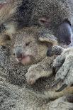 Koala mother with joey, Queensland, Australia-Suzi Eszterhas-Photographic Print