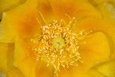 Prickly Pear Cactus stamen and petals of flower, USA-Suzi Eszterhas-Photographic Print