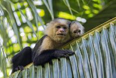 White-Faced Capuchin (Cebus Capucinus Imitator) Mother and Baby. Osa Peninsula, Costa Rica-Suzi Eszterhas-Photographic Print