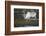 Svalbard Reindeer on the Tundra-DLILLC-Framed Photographic Print