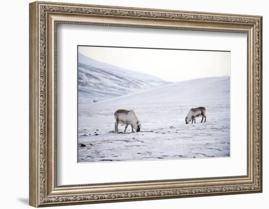 Svalbard Reindeer (Rangifer Taradus Spp. Platyrhynchus) Grazing in Winter-Louise Murray-Framed Photographic Print