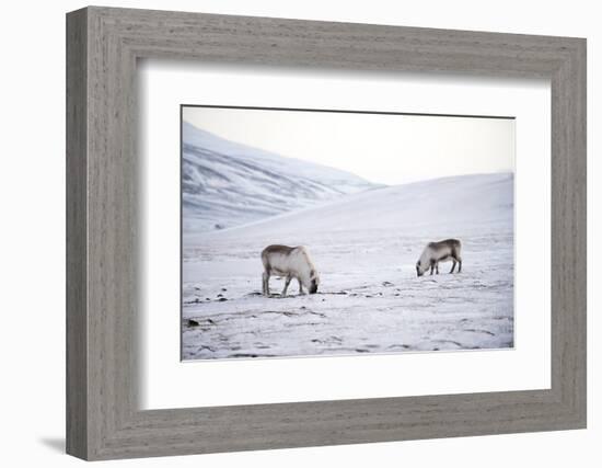 Svalbard Reindeer (Rangifer Taradus Spp. Platyrhynchus) Grazing in Winter-Louise Murray-Framed Photographic Print