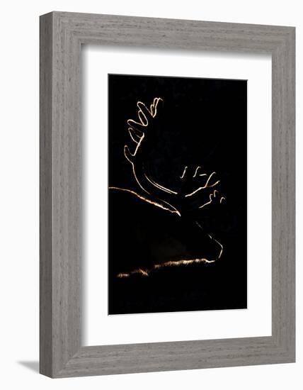 Svalbard Reindeer (Rangifer Tarandus Platyrhynchus) Backlit In Evening Light, Spitsbergen, Svalbard-Peter Cairns-Framed Photographic Print