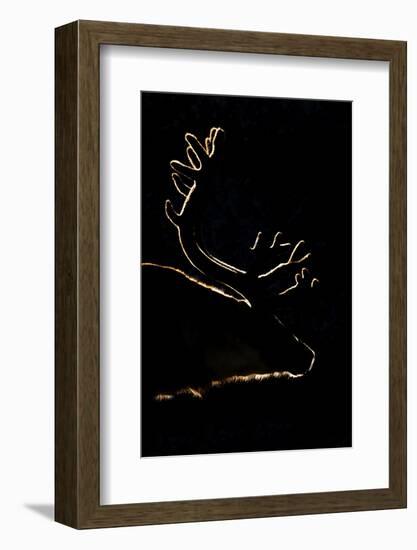 Svalbard Reindeer (Rangifer Tarandus Platyrhynchus) Backlit In Evening Light, Spitsbergen, Svalbard-Peter Cairns-Framed Photographic Print