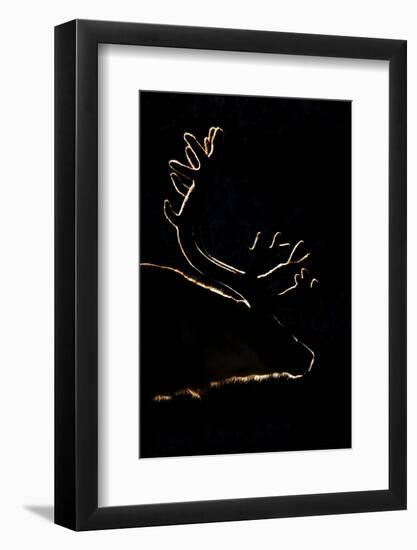 Svalbard Reindeer (Rangifer Tarandus Platyrhynchus) Backlit In Evening Light, Spitsbergen, Svalbard-Peter Cairns-Framed Photographic Print