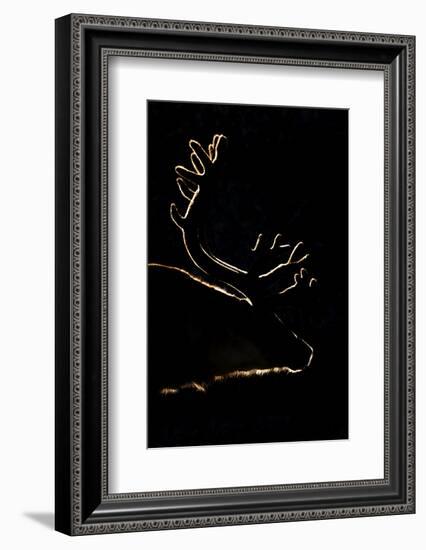 Svalbard Reindeer (Rangifer Tarandus Platyrhynchus) Backlit In Evening Light, Spitsbergen, Svalbard-Peter Cairns-Framed Photographic Print