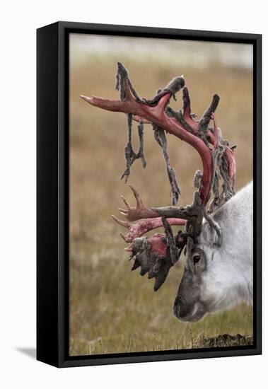 Svalbard Reindeer With Bloody Antlers-Staffan Widstrand-Framed Premier Image Canvas