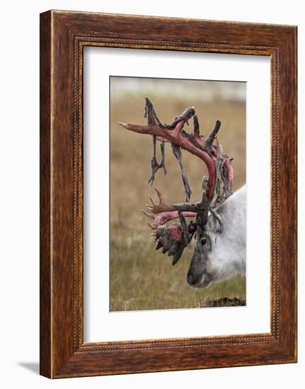 Svalbard Reindeer With Bloody Antlers-Staffan Widstrand-Framed Photographic Print