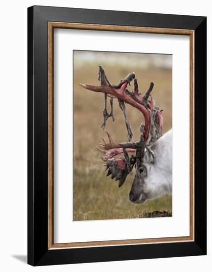 Svalbard Reindeer With Bloody Antlers-Staffan Widstrand-Framed Photographic Print