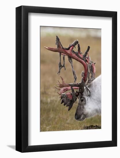 Svalbard Reindeer With Bloody Antlers-Staffan Widstrand-Framed Photographic Print