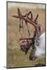 Svalbard Reindeer With Bloody Antlers-Staffan Widstrand-Mounted Photographic Print