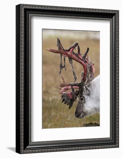 Svalbard Reindeer With Bloody Antlers-Staffan Widstrand-Framed Photographic Print
