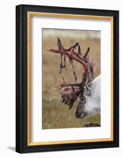 Svalbard Reindeer With Bloody Antlers-Staffan Widstrand-Framed Photographic Print