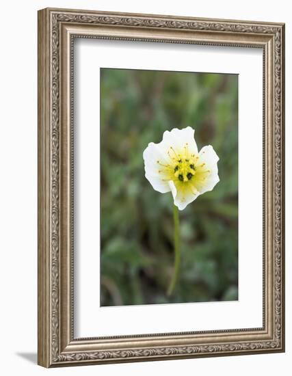 Svalbard, Spitsbergen, Longyearbyen. Svalbard poppies are found everywhere in town.-Ellen Goff-Framed Photographic Print